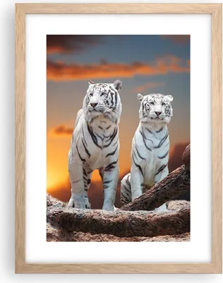 Produktbild von Gerahmtes Poster - Rahmen in heller Eiche - Tiger weiß Rock Sonnenuntergang - 30x40 cm - Wand Bild - Wanddeko - Wandbilder - Wandposter - Bilderrahmen - Bilder - Kunstdruck - P2NPA30x40-2901
