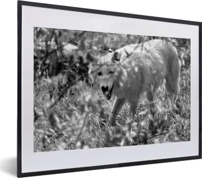 Produktbild von MuchoWow® MuchoWow® Gerahmtes Poster Weißer Wolf im Gras in Schwarz und Weiß 40x30 cm - Poster mit zchwarzem Bilderrahmen - Bilderrahmen - Poster im Rahmen
