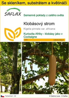 Obrázek produktu pro SAFLAX Kultivační sada - klobásový strom - Kigelia pinnata var. africana - 10 Semena - S mini skleníkem, pěstebním substrátem a 2 květináči