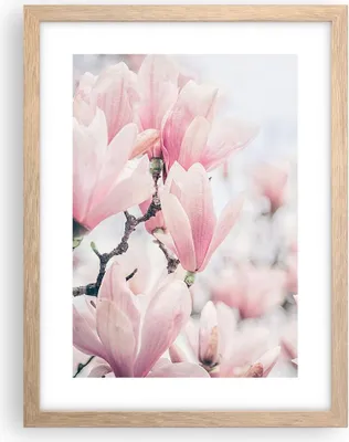 Produktbild von Gerahmtes Poster - Rahmen in heller Eiche - Magnolie Blumen Rosa - 30x40 cm - Wand Bild - Wanddeko - Wandbilder - Kunstposter - Wandposter - Bilderrahmen - Bilder - Kunstdruck - P2NPA30x40-4396
