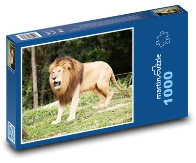 Zdjęcie produktu dla Puzzle 1000 Lew - król dżungli - martinpuzzle