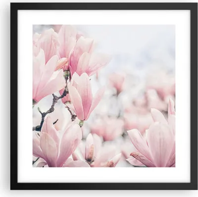 Produktbild von Gerahmtes Poster - Schwarzer Rahmen - Magnolie Blumen Rosa - 40x40 cm - Wand Bild - Wanddeko - Wandbilder - Kunstposter - Wandposter - Bilderrahmen - Bilder - Kunstdruck - P2BAC40x40-4396