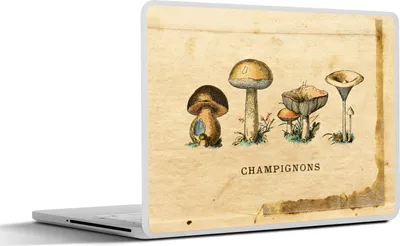 Produktbild von MuchoWow® Laptop Aufkleber Sticker Cover Pilz - Herbst - Natur 25x18 cm - Laptop-Deko