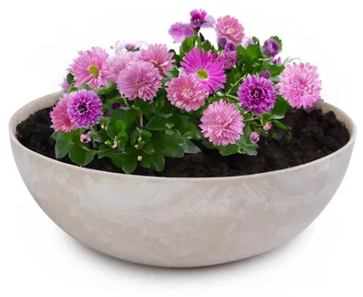 Produktbild von Pflanzenschale für den Außenbereich in Sandfarben - Wetterfeste Blumenschale 37 x 10,5 cm