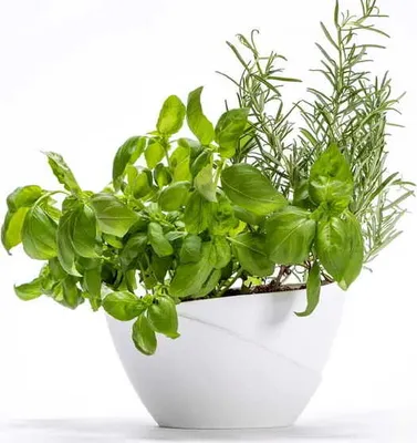 Obrázok produktu pre Plastia | Kvetináč Doopio - 21X14X14 cm - biely - samozavlažovací - ideálny na bylinky a rastliny