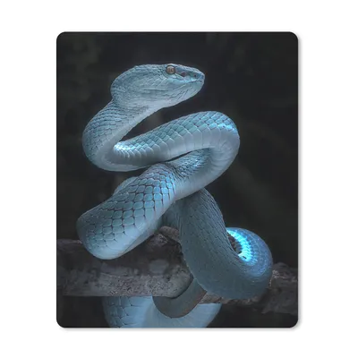 Produktbild von MuchoWow® Mauspad Mousepad Blaue Schlange 30x40 cm - Mousepads - Maus Mat - Pad - Mausunterlage - Mausmatten