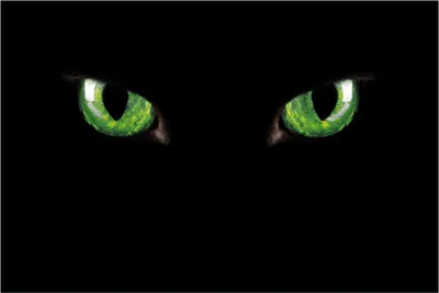 Produktbild von Wallario Poster - Grüne Katzenaugen bei Nacht, Kunstdruck Größe: 61 x 91,50 cm