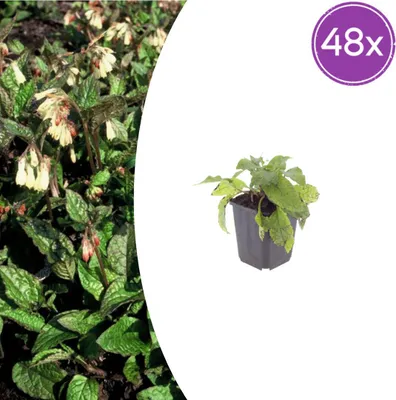 Immagine prodotto di Symphytum grandiflorum | 48 pezzi - 10-25cm - Ø9cm - Pianta da giardino