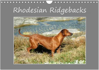 Produktbild von Rhodesian Ridgebacks (Wandkalender 2025 DIN A4 quer), CALVENDO Monatskalender