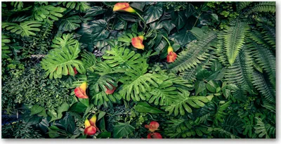Produktbild von Tulup® Glas-Bild - 100x50 -Wandkunst - Wandbild hinter gehärtetem Sicherheitsglas  - Blumen & Pflanzen - Exotischer Dschungel - Grün