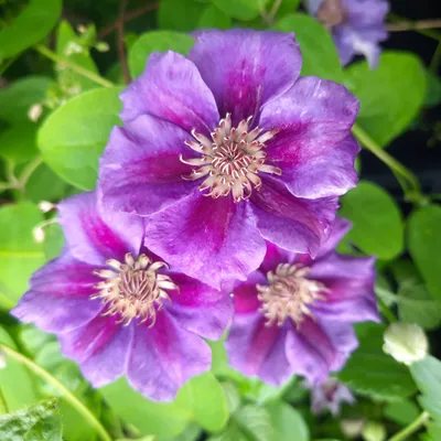 Produktbild von Ashva Kübelpflanze, großblumig, kompakt, Lila-Violett mit rotem Streifen, 2L, 1,5-2m Höhe