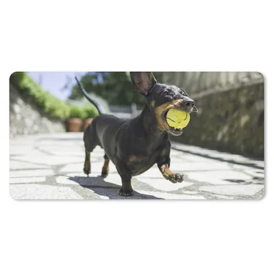 Produktbild von MuchoWow® Schreibtischunterlage Ein schwarzer Dachshund mit einem Tennisball 80x40 cm - XXL Mauspad - Gaming Mauspad