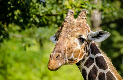 Produktbild von hansepuzzle 78299 - Giraffe Puzzle, 500 Teile, Natur, 46,0 x 30,0cm mit hochwertiger Aufbewahrung, Kartonbox und wiederverschließbarem Beutel