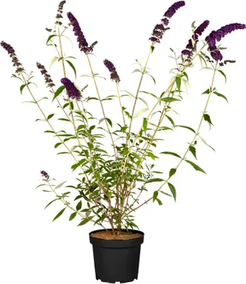 Produktbild von Buddleja davidii 'Black Knight', Schmetterlingsflieder, dunkelviolett, 40–60 cm