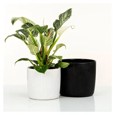 Produktbild von Solido Linea, Blumentopf aus Keramik, Farbe: Perla, 21,2 cm Durchmesser, 19,3 cm hoch, 5,6 l Vol.