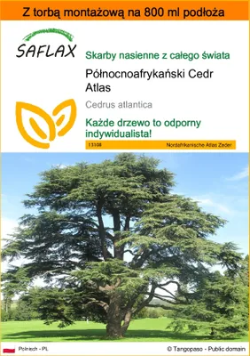 Zdjęcie produktu dla SAFLAX - Garden in the bag - Północnoafrykański Cedr Atlas - 20 Nasiona - Z podłożem uprawowym w praktycznej, samorozkładającej się torbie - Cedrus atlantica
