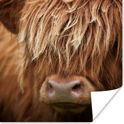 Produktbild von MuchoWow® Poster Schottische Hochlandrind-Kuh - Nahaufnahme 90x120 cm - Wohnzimmer