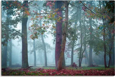 Produktbild von ARTland Leinwandbild Nebel im Wald Größe: 90x60 cm