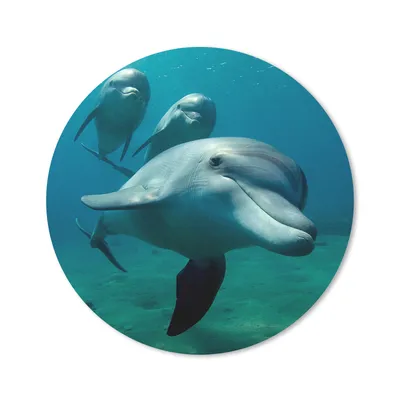 Produktbild von MuchoWow® Mauspad Mousepad Wasser - Delphin - Blau 30x30 cm - Mousepads - Maus Mat - Pad - Mausunterlage - Tischunterlage - Schreibtischmatten