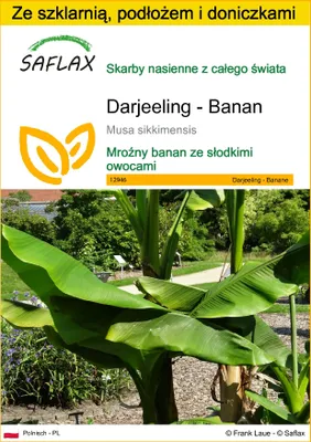 Zdjęcie produktu dla SAFLAX - Zestaw do uprawy - Darjeeling - Banan - 5 Nasiona - Z mini szklarnią, podłożem uprawowym i 2 doniczkami - Musa sikkimensis