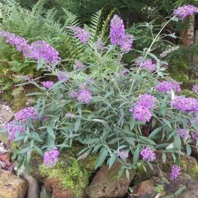 Image de Buddleia davidii 'Sophie' / Arbre aux papillons