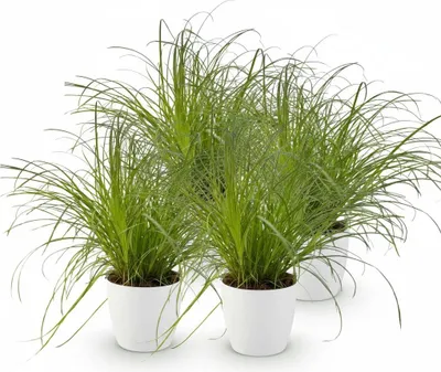 Obrázek produktu pro Cyperus alternifolius Zumula – kočičí tráva, pokojová rostlina, sada 4 kusů s bílým květináčem