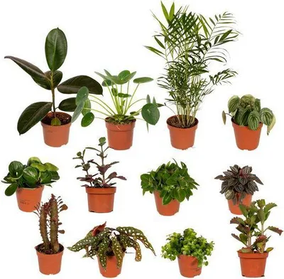 Productafbeelding van buitenseiterbox 12 Zimmer- en tuinplanten Ø12cm bunte Mischung groene plant