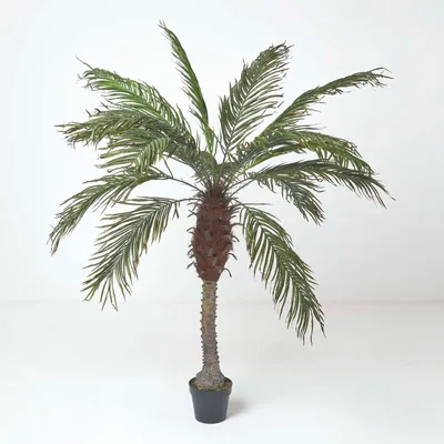 Immagine prodotto di HOMESCAPES Palma Phoenix artificiale in vaso, 160 cm