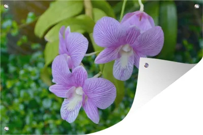 Produktbild von MuchoWow® 90x60 cm Outdoor-Poster Gartendeko Sichtschutz Garten Poster für den Garten  Eine Nahaufnahme von Orchideen
