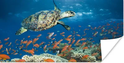 Produktbild von MuchoWow® Poster Korallenriff mit Schildkröte 80x40 cm - Wanddeko