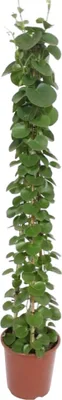 Produktbild von Břečťan arabský - Cissus rotundifolia Pyramida - pokojová rostlina - 160cm - ø27cm