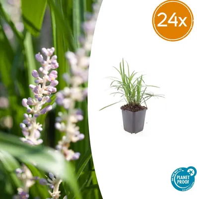 Produktbild von Trendyplants - Liriope muscari 'Moneymaker' - 24 Stück - Liliengras - Winterhart - Höhe 10–30 cm - Topfgröße Ø9cm