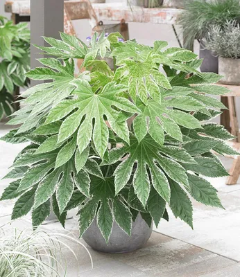 Produktbild von BALDUR Garten 1x Zimmeraralie 'Spiderweb®', Pflanze im 17 cm-Topf, Fatsia japonica, Blickfang für Wohnung oder Balkon, pflegeleicht, auffällige grüne Blätter, mehrjährig, frostfrei halten