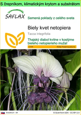 Obrázok produktu pre SAFLAX Garden to go - Biely kvet netopiera - Tacca integrifolia - 10 Semená - S črepníkom, klimatickým vekom a pestovateľským substrátom