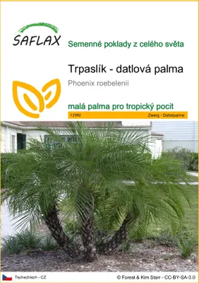 Obrázek produktu pro SAFLAX - Trpaslík - datlová palma - Phoenix roebelenii - 25 Semena