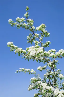 Produktbild von Crataegus monogyna 'Flexuosa', Eingriffeliger Weißdorn, 25–40 cm