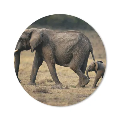 Produktbild von MuchoWow® Mauspad Mousepad Elefant - Tiere - Savanne - Natur 20x20 cm - Mousepads - Maus Mat - Pad - Mausunterlage - Schreibtischmatte