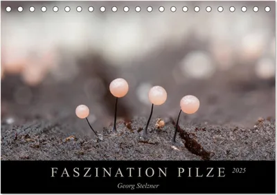 Produktbild von FASZINATION PILZE 2025 (Tischkalender 2025 DIN A5 quer), CALVENDO Monatskalender