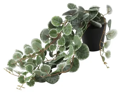 Produktbild von Countryfield Kunstpflanze Ceropegia Woodii grün Dekoration Pflanze