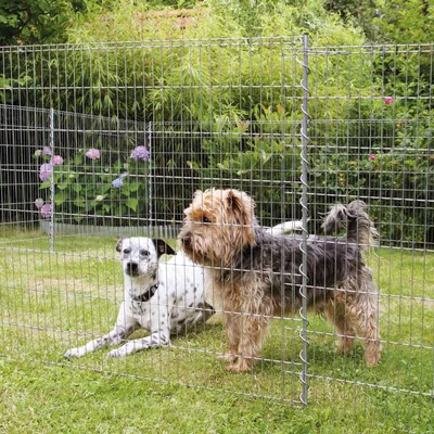 Two dogs are in a fenced-in yard with greenery and flowers in the background.