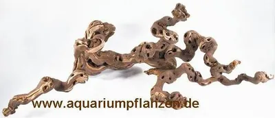 Produktbild von Weinrebe 30-40 cm für Terrarium, Wurzel Terrarium