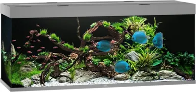 Produktbild von Aquarium JUWEL Rio 450 mit LED-Beleuchtung, Pumpe, Filter, Heizer ohne Unterschrank grau