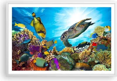 Produktbild von Gerahmtes Poster - Weißer Rahmen - Riff Koralle Fisch - 91,5x61 cm - Wand Bild - Wanddeko - Wandbilder - Kunstposter - Wandposter - Bilderrahmen - Bilder - Kunstdruck - Wandbild - P2WAA91x61-3704