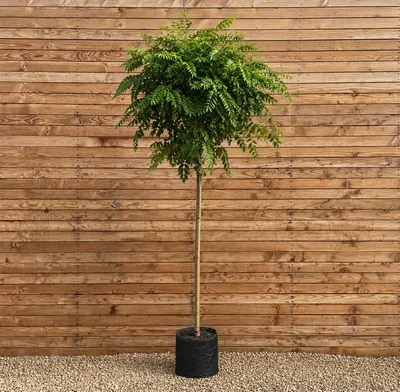 Produktbild von Kugel-Robinie Umbraculifera, Stammhöhe 225 cm, Stammumfang 8-10 cm - Robinia pseudoacacia Kugelbaum
