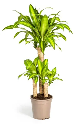 Produktbild von Dracaena Fragrans Massangeana Ø21cm - Höhe 90 - 110cm