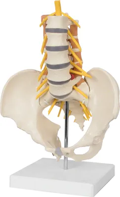 Produktbild von Becken mit Lendenwirbelsäule und Lendenmuskulatur, anatomisches Modell