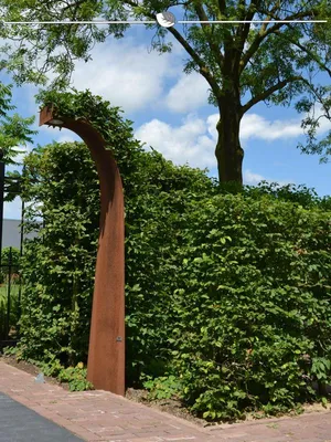 Produktbild von Hainbuche Carpinus betulus 80-100 cm im Topf, 8x Heckenpflanze