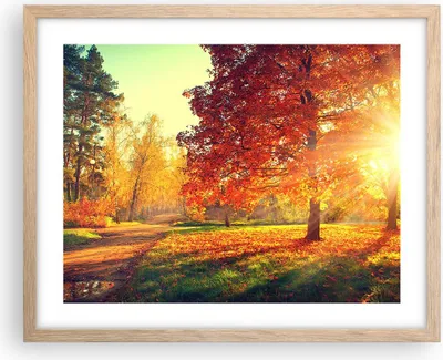 Produktbild von Gerahmtes Poster - Rahmen in heller Eiche - Park Herbst Baum - 50x40 cm - Wand Bild - Wanddeko - Wandbilder - Kunstposter - Wandposter - Bilderrahmen - Bilder - Kunstdruck - Wandbild - P2NAA50x40-3654