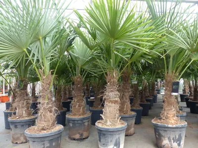 Produktbild von 5 Stück Trachycarpus Fortunei - winterharte Hanfpalme XXL