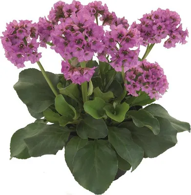Produktbild von Bergenia 'Abendkristall' - Garten-Bergenie cordifolia im Topf 12 cm - 12 cm
